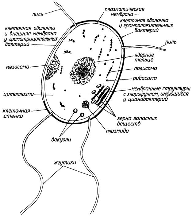 Рис. I.2. Строение прокариотической клетки