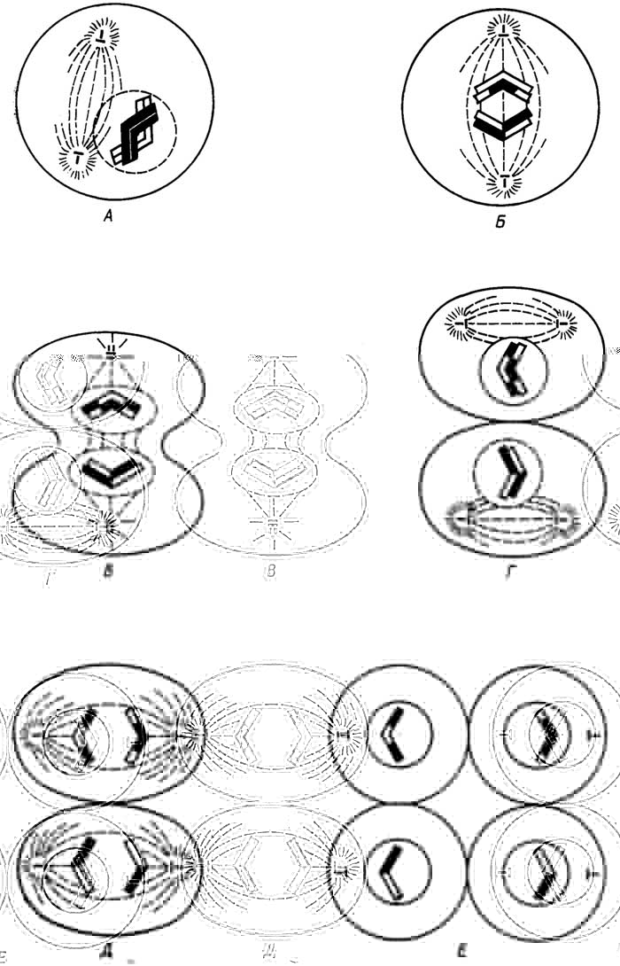 Рис. I.6. Мейоз. Первое деление: профаза (А), метафаза (Б), анафаза и телофаза (В). Второе деление: профаза и метафаза (Г), анафаза (Д), телофаза (Е)
