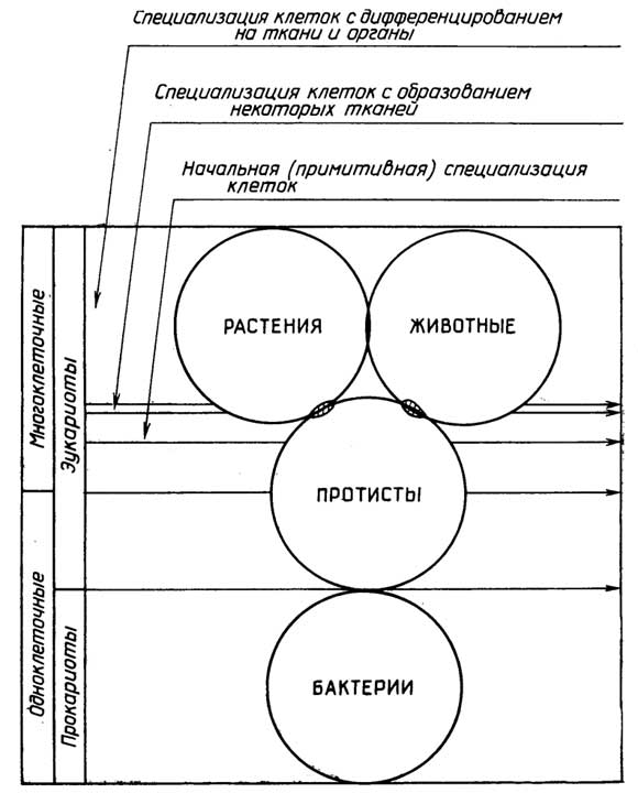 Рис. I.7. Принципы классификации живых организмов