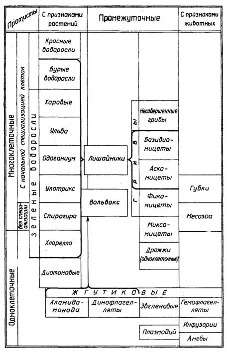 Рис. I.8. Классификация протистов