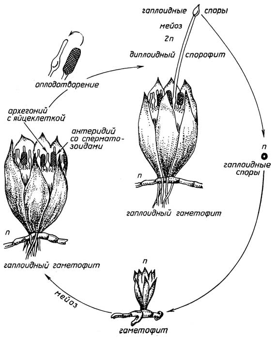 Рис. I.14. Цикл размножения мхов