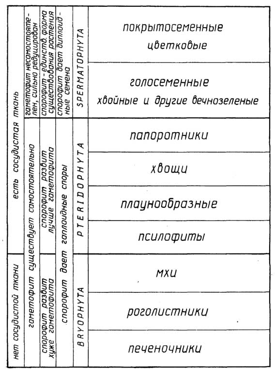 Рис. I.18. Принципы классификации растений