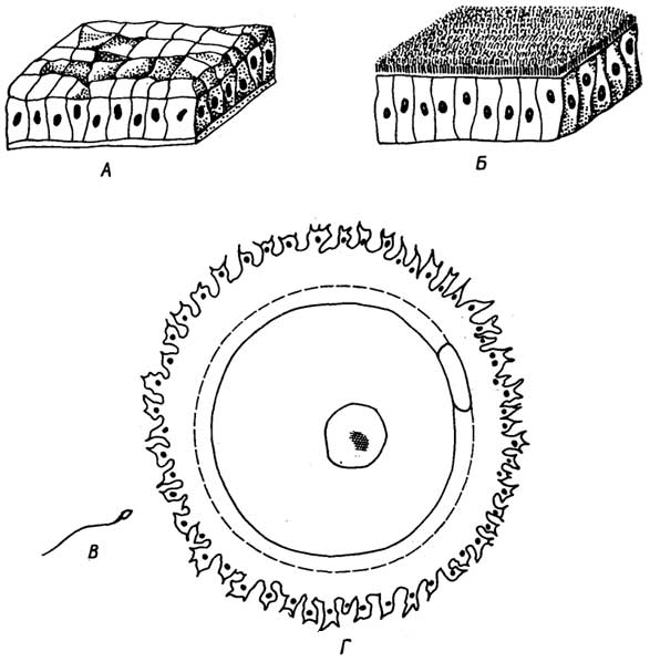 Рис. I.19. Основные виды эпителиальной ткани - плоская (А) и цилиндрическая (Б), а также клетки особого вида эпителиальной ткани - репродуктивной: сперматозоид (B) и яйцеклетка (Г)
