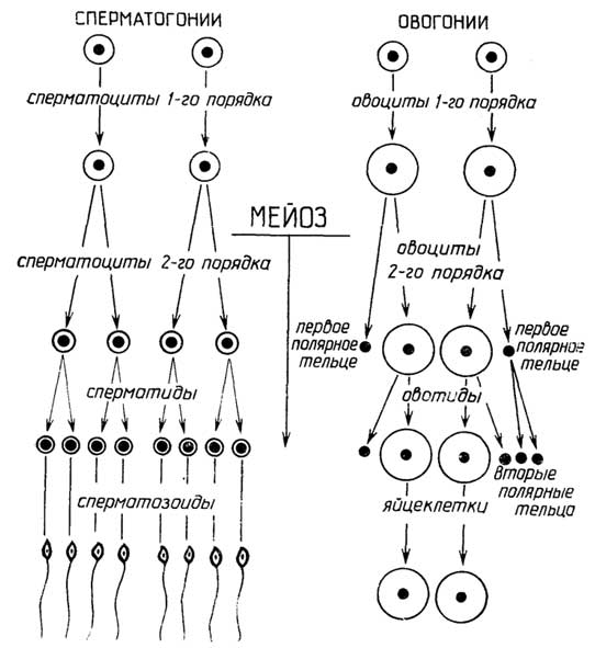 Рис. I.20. Сперматогенез и овогенез