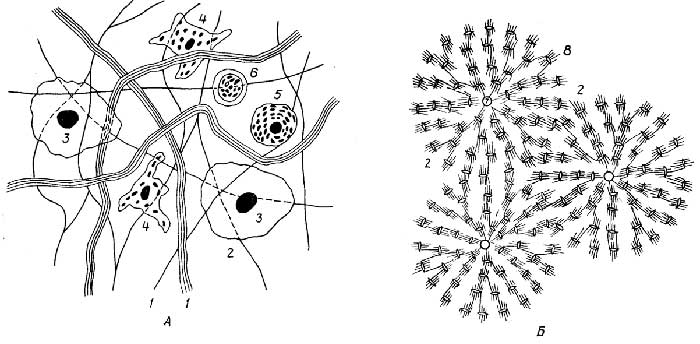 Рис. I.21. Соединительная ткань: волокнистая (A) и костная (Б). 1 - белковые волокна; 2 - основное вещество; 3 - фибробласт; 4 - гистиоцит; 5 - тучная клетка; 6 - лимфоцит; 7 - гаверсов канал; 8 - остебласт (костная клетка)
