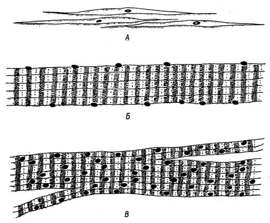 Рис. I.23. Мышечная ткань: гладких мышц (А), скелетных мышц (Б) и сердца (В)