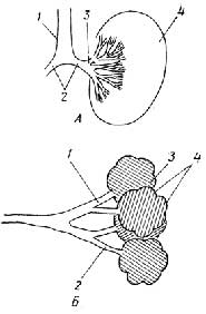 Рис. I.26. Дыхательная система (А): 1 - трахея; 2 - бронхи; 3 - бронхиолы; 4 - легкое. Разветвление бронхиол (Б): 1 - бронхиолы; 2 - альвеолярные ходы; 3 - альвеолярные мешки; 4 - альвеолы
