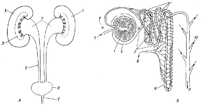 Рис. I.28. Выделительная система. Почки (A): 1 - левая почка; 2 - корковое вещество правой почки; 3 - мозговое вещество правой почки; 4 - почечные лоханки; 5 - мочеточники; 6 - мочевой пузырь; 7 - мочеиспускательный канал. Нефрон (Б): 1 - почечный клубочек; 2 - буоменова капсула; 3 - приносящая (афферентная) артериола; 4 - выносящая (эфферентная) артериола; 5 - почечные канальцы; 6 - петля Генле; 7 - капиллярная сеть; 8 - венула; 9 - собирательная трубочка; 10 - вклад других нефронов