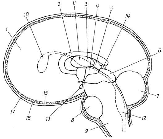 Рис. I.29. Головной мозг: 1 - большие полушария; 2 - мозолистое тело; 3 - таламус; 4 - гипоталамус; 5 - эпиталамус; 6 - средний мозг; 7 - мозжечок; 8 - варолиев мост; 9 - продолговатый мозг; 10 - первый и второй мозговые желудочки; 11 - третий мозговой желудочек; 12 - четвертый мозговой желудочек; 13 - гипофиз; 14 - шишковидная железа (эпифиз); 15, 16, 17 - мягкая, паутинная и твердая мозговые оболочки соответственно