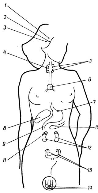 Рис. I.31. Эндокринная система: 1 - гипоталамус; 2 - гипофиз; 3 -эпифиз (шишковидная железа); 4 -щитовидная железа; 5 - паращитовидные железы; 6 - тимус (вилочковая железа); 7 - желудок; 8 - печень; 9 - двенадцатиперстная кишка; 10 -поджелудочная железа; 11 - надпочечники; 12 - почки; 13 - яичники; 14 -семенники (у мужчин)