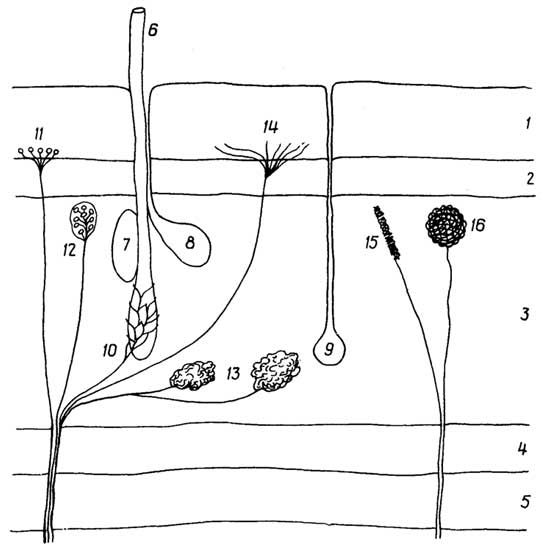 Рис. I.32. Кожа: 1 - эпидермис; 2 - верхний слой дермы из плотной волокнистой соединительной ткани; 3 - нижний слой дермы из рыхлой соединительной ткани; 4 -жировая ткань; 5 - мышечная ткань; 6 - волос; 7 - мышца, поднимающая волос; 8 - сальная железа; 9 - потовая железа; 10 - нервные окончания волосяного фолликула; 11, 12, 13 - тактильные рецепторы разной чувствительности; 14 - свободные нервные окончания (болевые); 15, 16 - рецепторы тепла и холода соответственно