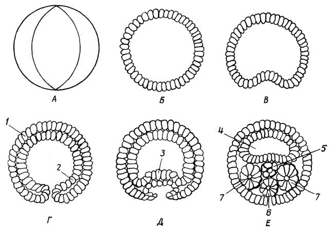 Рис. I.33. Развитие эмбриона у низших животных: А - деление яйца; Б - бластула; В - начало образования гаструлы; Г -гаструла; Д - возникновение мезодермы; Е - начало образования внутренних органов. 1 - эктодерма; 2 - энтодерма; 3 - мезодерма; 4 - полость первичной кишки, 5 - зачаток хорды; 6 - нервная трубка; 7 - зачаток внутренних органов