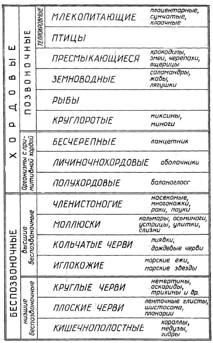 Рис. I.35. Принципы классификации животных