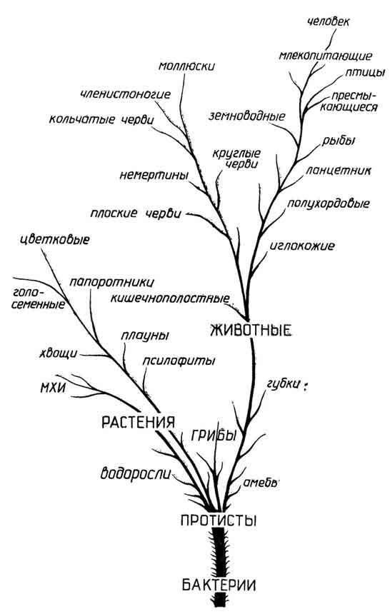 Рис. I.36. Эволюционное древо живого мира