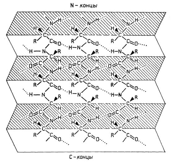 Рис. II.16. Параллельный β-складчатый слой. N-концы цепей - вверху, С-концы цепей - внизу