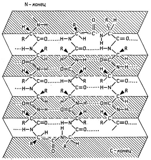 Рис. II.17. Антипараллельный β-складчатый слой. Одна цепь. Ее N-конец - слева вверху, С-конец - справа внизу. Цепь поворачивает, образуя два β-изгиба
