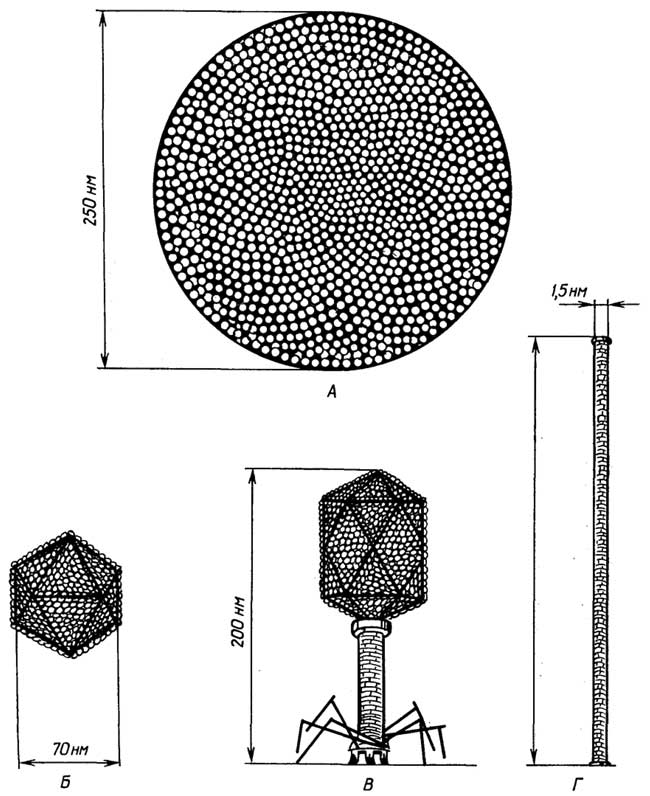 Рис. II.30. Формы и размеры некоторых вирусов: А - сферическая оболочка вируса оспы; Б - аденовирус, вызывающий обычную простуду, его оболочка состоит из 252 субъединиц; В - головастикоподобный бактериофаг Т4; Г - палочка вируса табачной мозаики (ВТМ), его оболочка состоит из 2200 субъединиц
