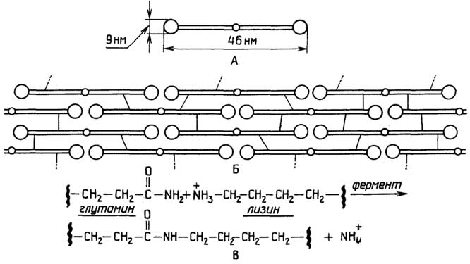 Рис. II.39. Структура фибрина: А - форма молекулы фибрина; Б - укладка мономеров в фибрилле; показаны поперечные ковалентные сшивки внутри фибриллы и потенциальные сшивки с соседними фибриллами при образовании твердого сгустка; В - образование ковалентной сшивки