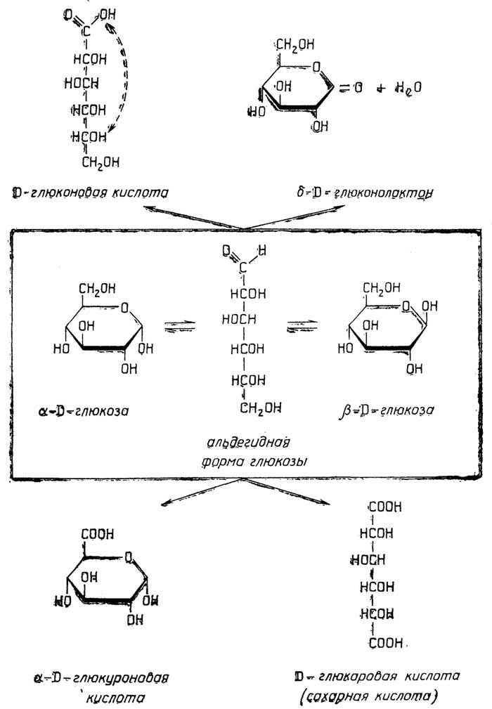Рис. II.47. Сахарные кислоты - продукты окисления D-глюкозы
