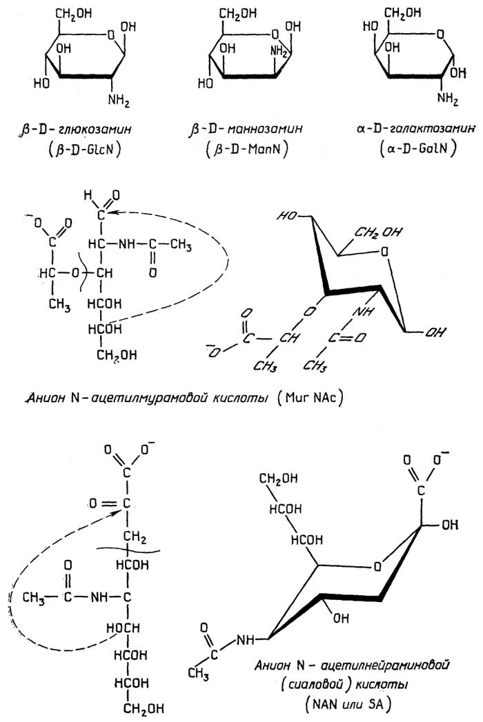 Рис. II.52.Наиболее известные аминосахара и их производные