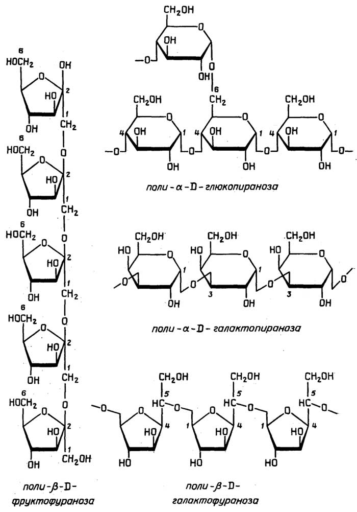 Рис. II.55. Запасные полисахариды