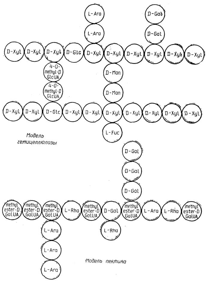 Рис. II.57. Вспомогательные структурные полисахариды растений