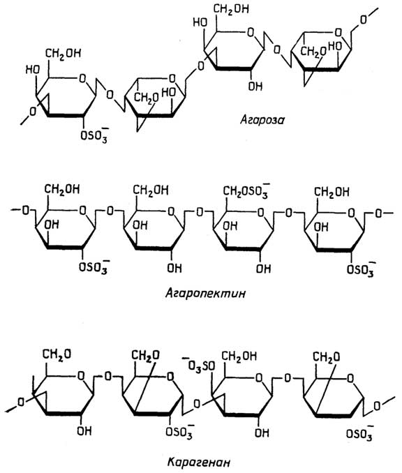 Рис. II.58. Вспомогательные полисахариды водорослей