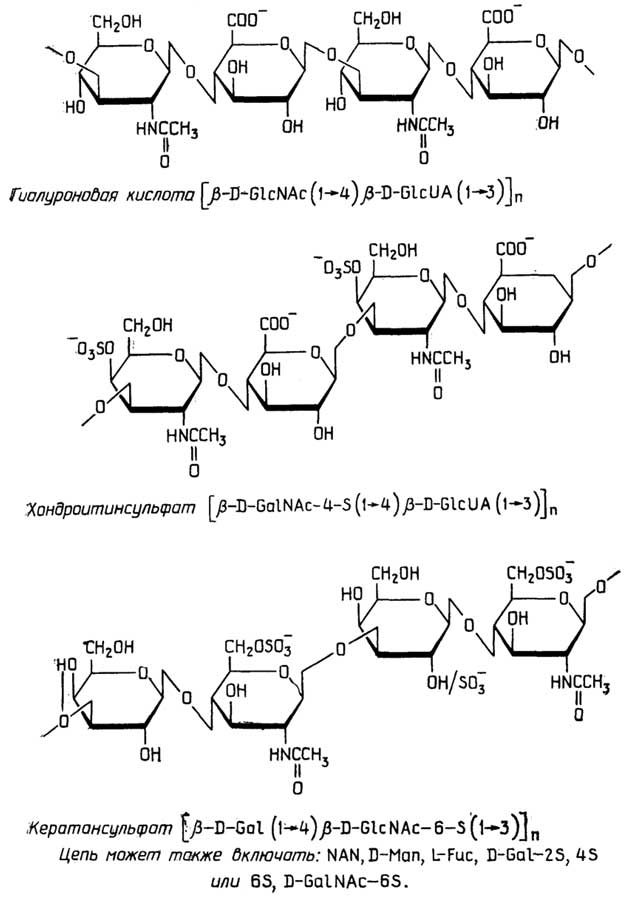 Рис. II.59. Гликозаминогликаны - внеклеточные полисахариды животных тканей
