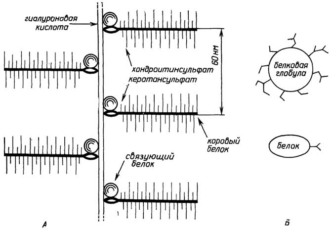 Рис. II.66. Протеогликан (А) и гликопротеины (Б)