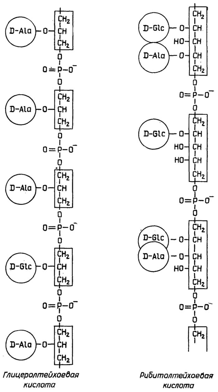 Рис. II.69. Тейхоевые кислоты