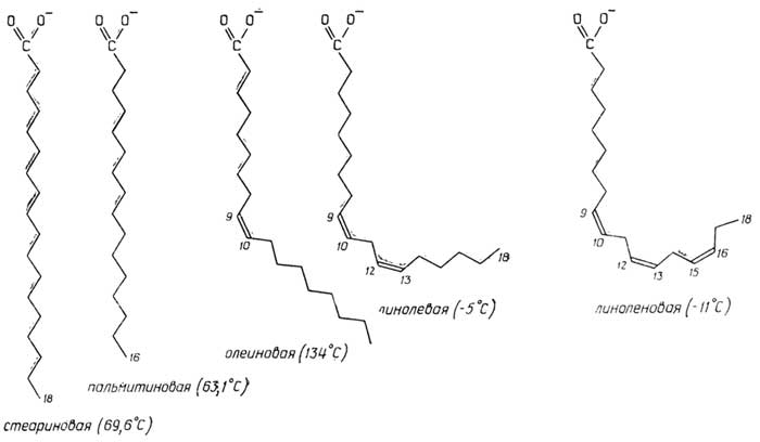 Рис. II.70. Наиболее распространенные жирные кислоты