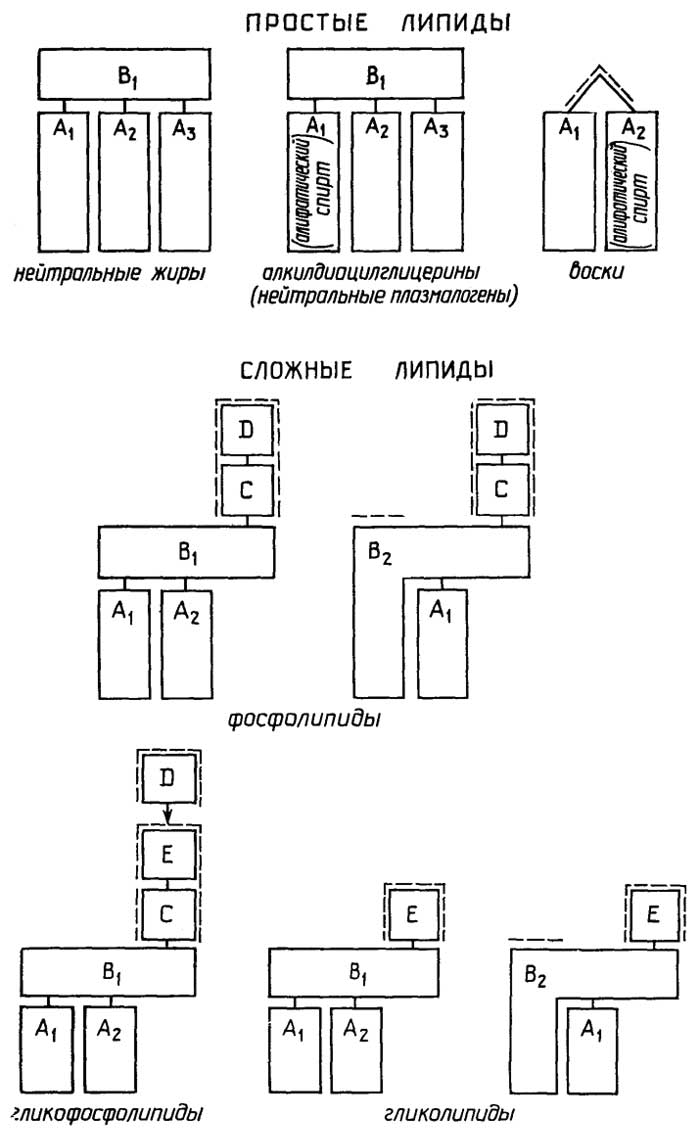 Рис. II.73. Классификация липидов. Гидрофильные части молекул обозначены штриховой линией