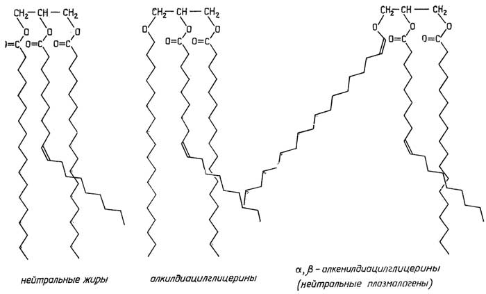Рис. II.74. Простые липиды на основе глицерина