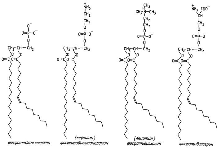 Рис. II.77. Наиболее распространенные глицерофосфолипиды