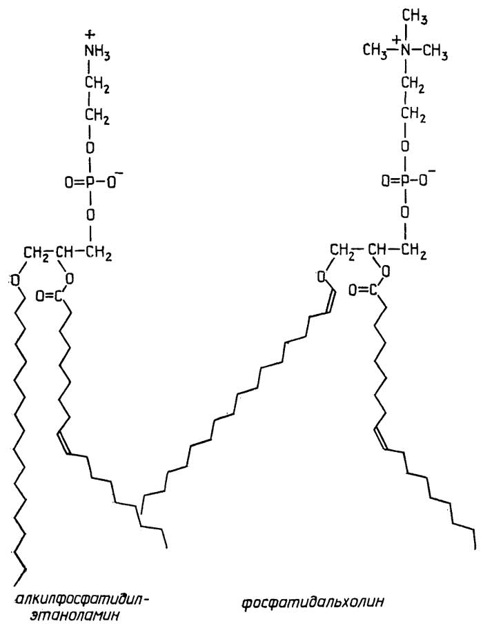 Рис. II.78. Простые эфиры глицерофосфолипидов