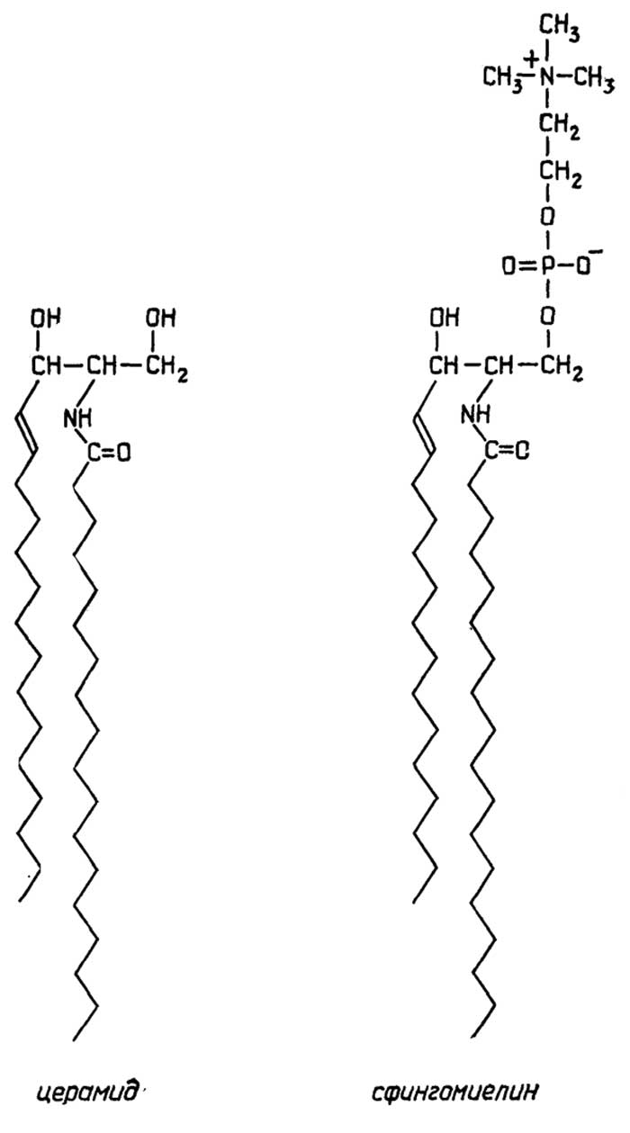 Рис. II.79. Сфингофосфолипиды