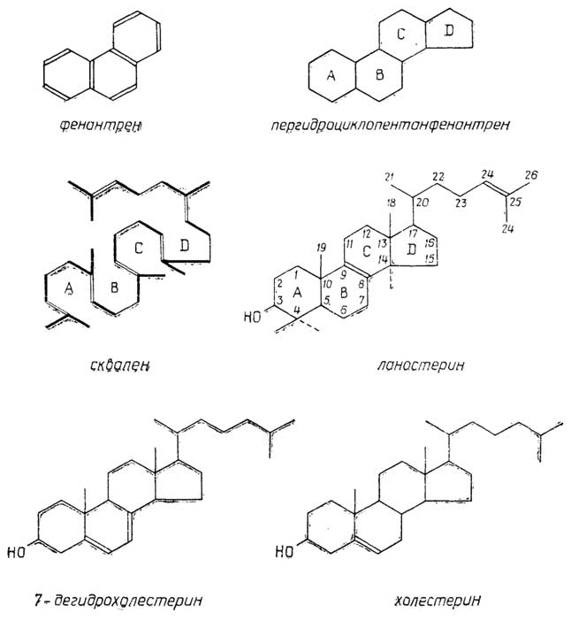 Рис. II.86. Структурное родство терпенов и стероидов