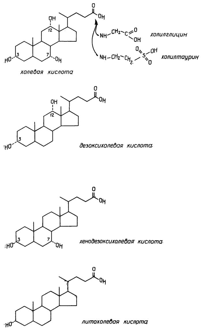 Рис. II.89. Желчные кислоты