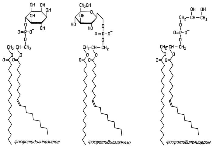 Рис. II.99. Гликофосфолипиды