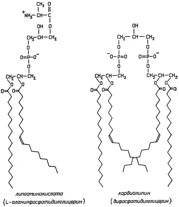 Рис. II.100.Важные производные фосфатидилглицерина