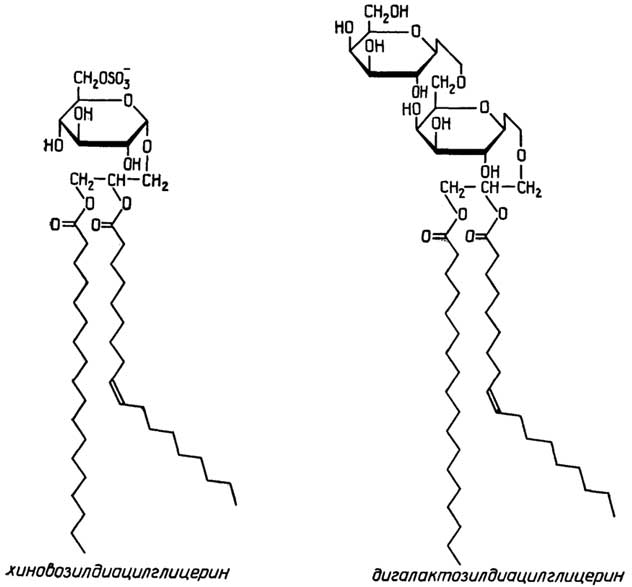 Рис. II.101. Гликозилдиацилглицерины