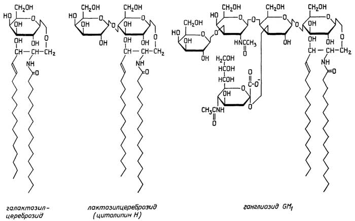 Рис. II.102. Гликосфинголипиды