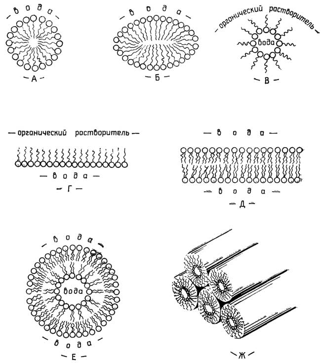 Рис. II.104. Виды ассоциатов из молекул амфифильных веществ: А, Б, В - мицеллы; Г - монослой; Д - бислой; Е - везикула (липосома - многослойная везикула); Ж - гексагональная упаковка