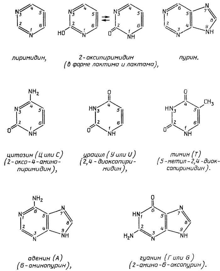 Рис. II.107. Главные пиримидиновые и пуриновые основания