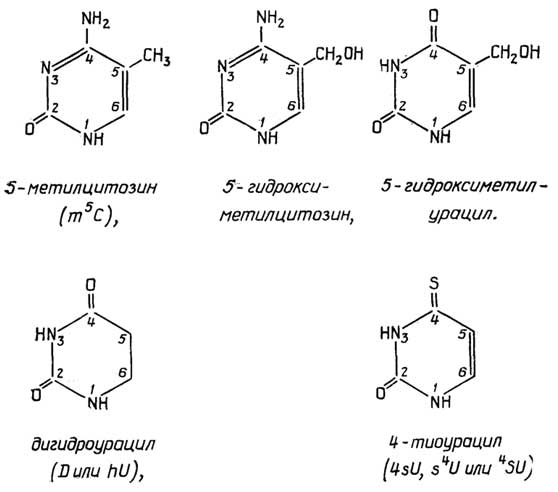 Рис. II.108. Минорные пиримидиновые основания