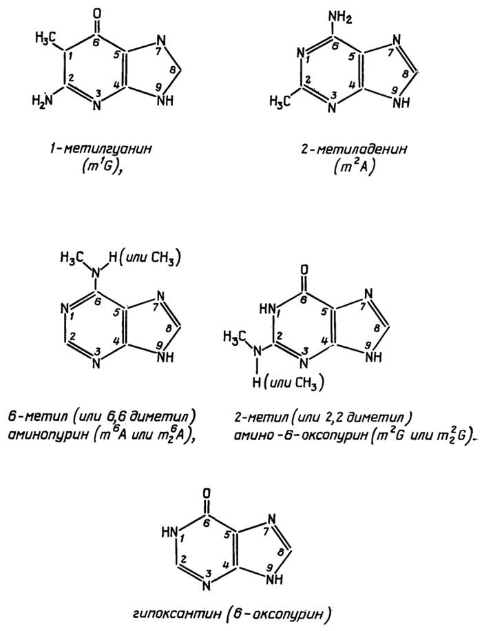 Рис. II.109. Минорные пуриновые основания