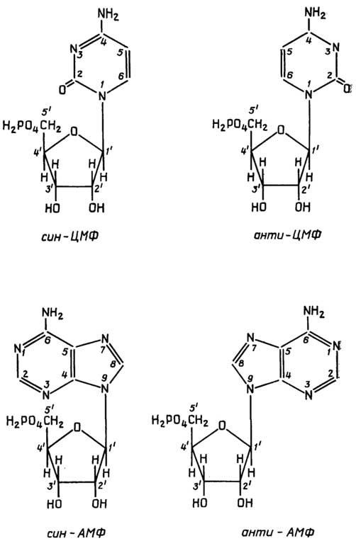 Рис. II.111. СИН- и АНТИ-конформеры мононуклеотидов