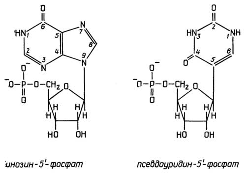 Рис. II.112. Редкие мононуклеотиды нуклеиновых кислот