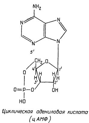 Рис. II.113. Посредник регуляторного действия многих гормонов - цАМФ