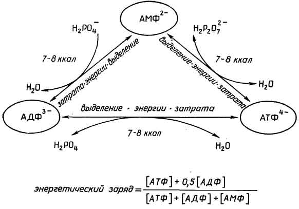 Рис. II.115. Аденилатная система